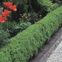 Ligustrum vulgare 'Lodense' haag